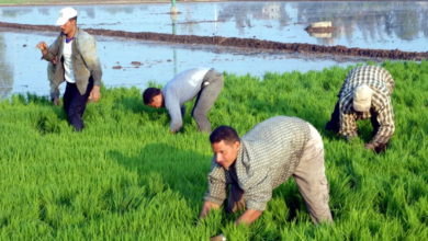 مستقبل الزراعة في مصر