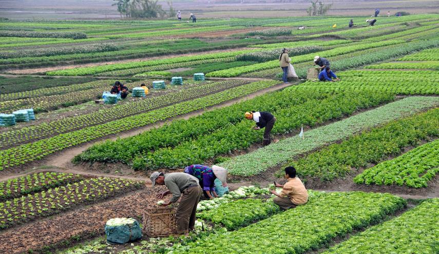 مستقبل الزراعة في مصر